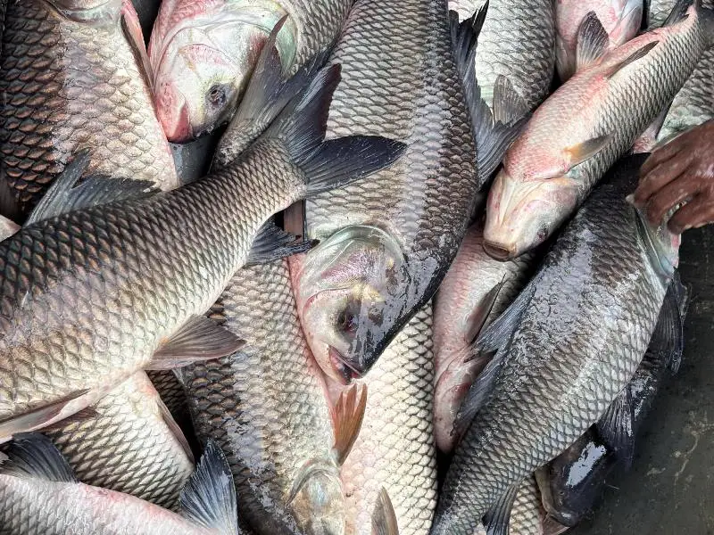 Mission of Fish Kisan