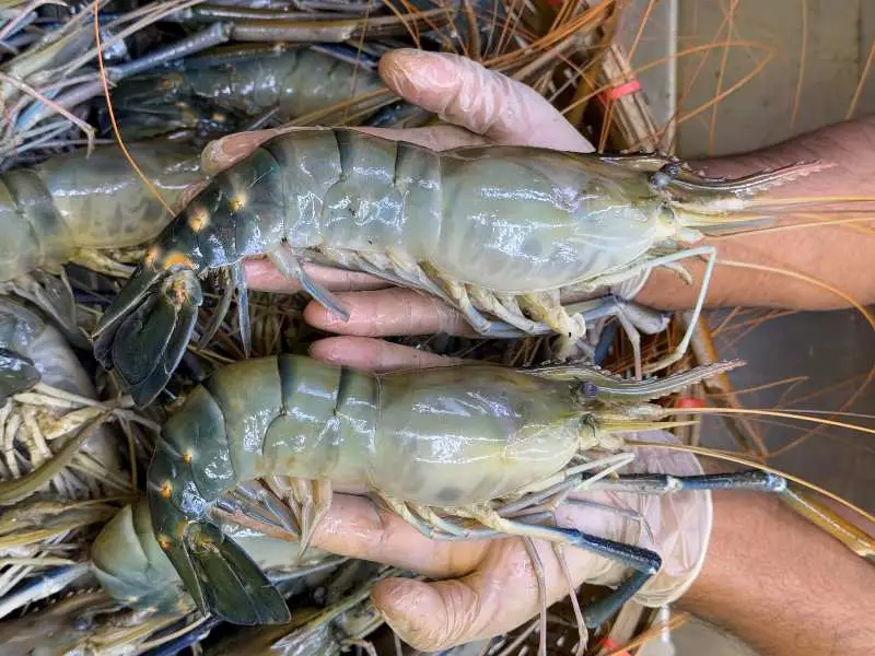 Vision of Fish Kisan